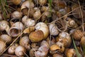 Golden applesnail