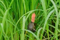 Golden Applesnail and eggs on green rice field. Enemies in rice fields Royalty Free Stock Photo