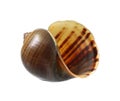 Golden applesnail shell