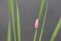 Golden applesnail spawn on the leaves on the edge of the swamp.