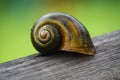 Golden applesnail