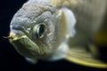 Golden arowana close up Royalty Free Stock Photo