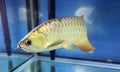 Golden arowana Royalty Free Stock Photo