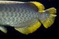 Golden arowana tail close up Royalty Free Stock Photo