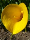 Golden Arum Lily