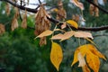 Golden Ash Fraxinus Excelsior Jaspidea leaves and seeds keys Royalty Free Stock Photo