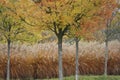 Golden ash and Miscanthus Royalty Free Stock Photo