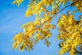 Golden Ash Tree Branch Royalty Free Stock Photo