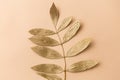 Golden ash tree leaf on beige background Royalty Free Stock Photo