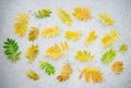 Golden ashberry tree leaves on concrete background Royalty Free Stock Photo