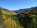 Golden Aspen along Million Dollar Highway, Colorado Royalty Free Stock Photo