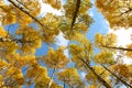 Golden Aspen Canopy