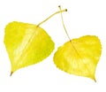 Golden aspen leaf