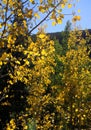 Golden Aspen Leaves on Guanella Mountain Pass in Colorado Royalty Free Stock Photo