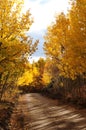 Golden Aspen Road