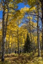 Golden Aspen in the Rocky Mountains of Colorado Royalty Free Stock Photo