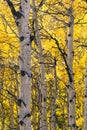 Golden Aspen in the Rocky Mountains of Colorado Royalty Free Stock Photo
