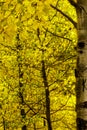 Golden Aspen Trees Royalty Free Stock Photo