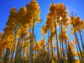 Golden Aspen Trees Blue Sky Sun