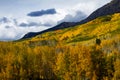 Golden Aspen Trees in the Colorado Rocky Mountains Royalty Free Stock Photo