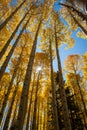 Golden aspen trees in the fall Royalty Free Stock Photo