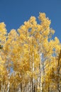 Golden Aspen Trees Royalty Free Stock Photo