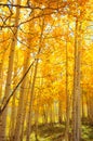 Golden Aspen Trees Royalty Free Stock Photo