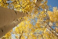 Golden Aspen Trees