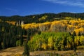 Golden Aspen Trees Mixed With Pine Trees in the Colorado Rocky M Royalty Free Stock Photo