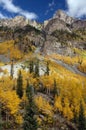 Golden Aspens