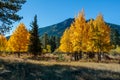 Golden Aspens of Colorado Royalty Free Stock Photo