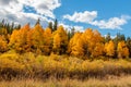 Golden Aspens of Colorado Royalty Free Stock Photo