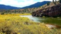 Golden Aspens lining the riverside Royalty Free Stock Photo