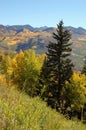 Golden Aspens on McClure Pass, Colorado Royalty Free Stock Photo