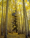 Ponderosa among the golden aspens