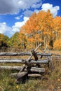Golden Aspens and Wood Fence