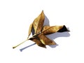 Golden autumn ash tree leaves Royalty Free Stock Photo