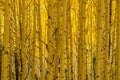 Golden Autumn Aspen Grove Royalty Free Stock Photo