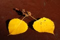 Golden autumn aspen leaves