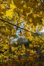 Golden autumn. Autumn maple leaves.