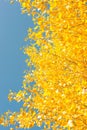 Golden autumn. On the background of blue sky Royalty Free Stock Photo