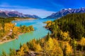 Golden Autumn in the birch and aspen groves on shores of Abraham Lake. Mountain valley in the Rocky Mountains of Canada. Concept Royalty Free Stock Photo