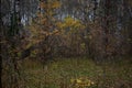Golden autumn in a birch grove. The deciduous forest is covered with yellow foliage and grass Royalty Free Stock Photo