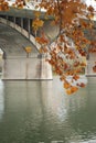 A golden autumn branch near a bridge