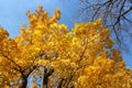 Golden autumn: bright yellow autumn maple foliage on a background of blue sky in a sunny day Royalty Free Stock Photo