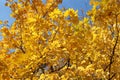 Golden autumn: bright yellow autumn maple foliage on a background of blue sky in a sunny day Royalty Free Stock Photo