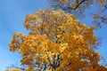 Golden autumn: bright yellow autumn maple foliage on a background of blue sky in a sunny day Royalty Free Stock Photo