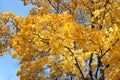 Golden autumn: bright yellow autumn maple foliage on a background of blue sky in a sunny day Royalty Free Stock Photo