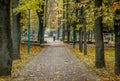 Golden Autumn in the city park. Yellow leaves on the park`s aven