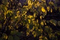 Close up of yellow leaves on a beautiful sunny day.